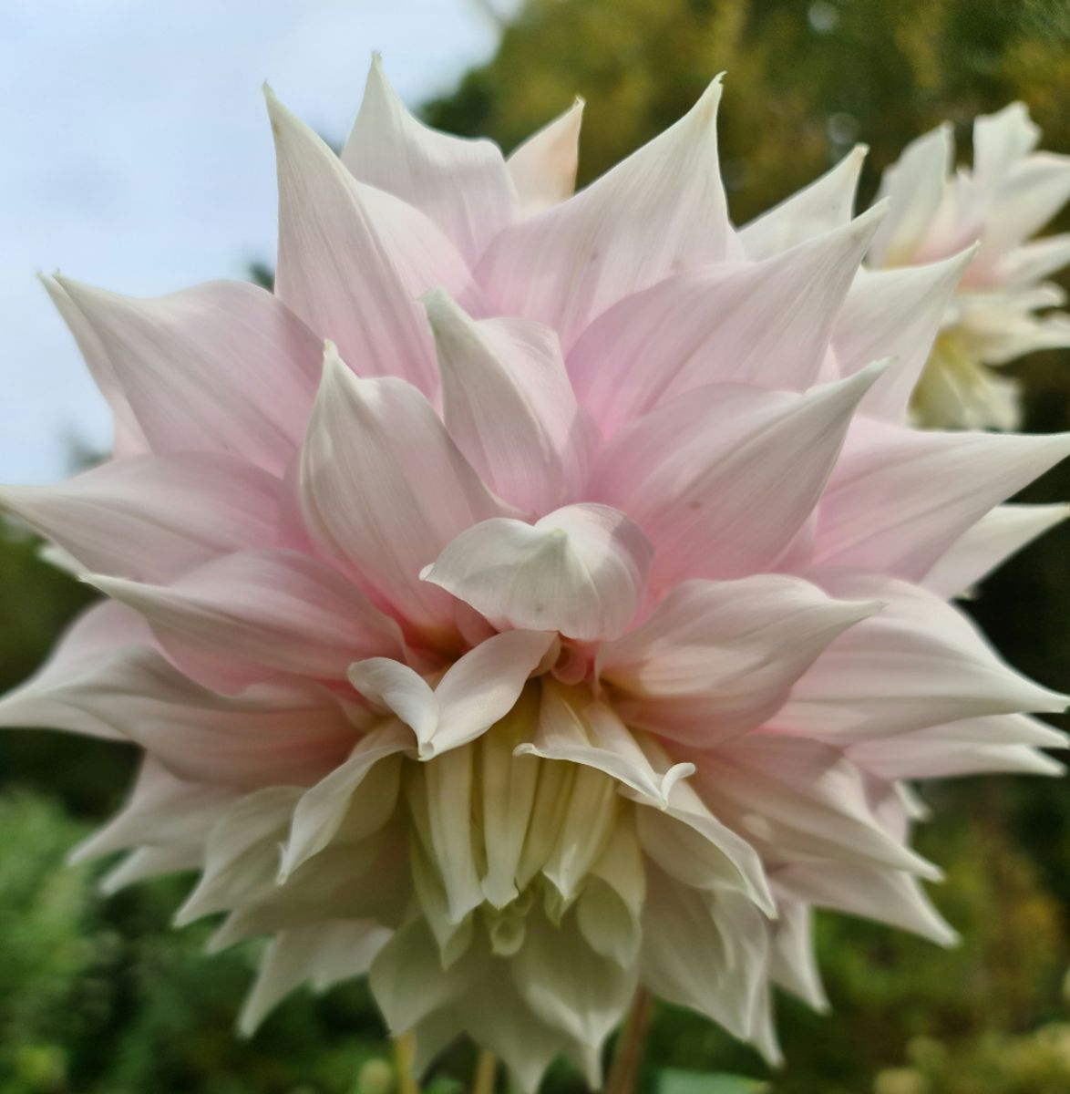 Dahlia Gitt's Perfection 