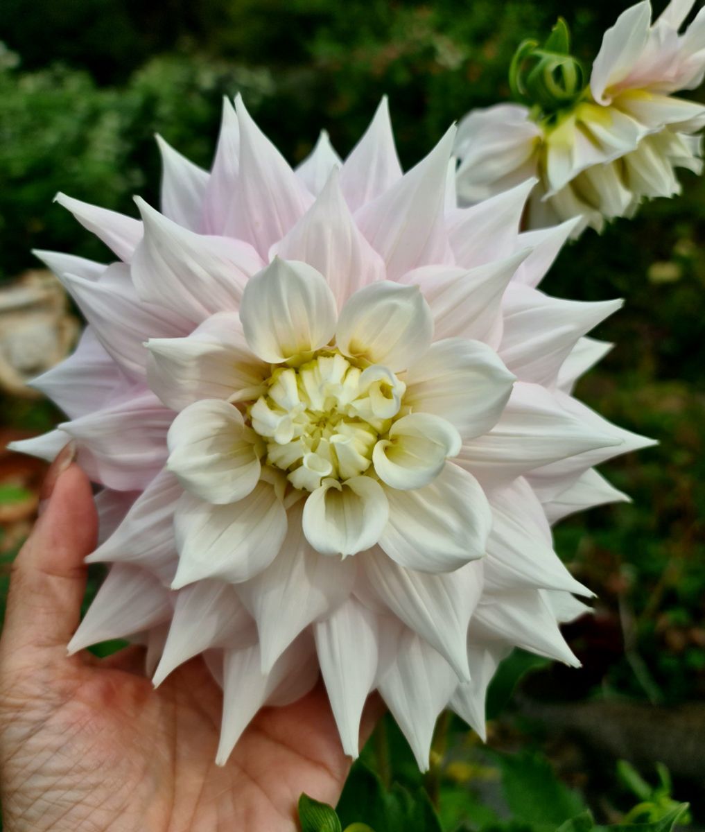 Dahlia Gitt's Perfection 