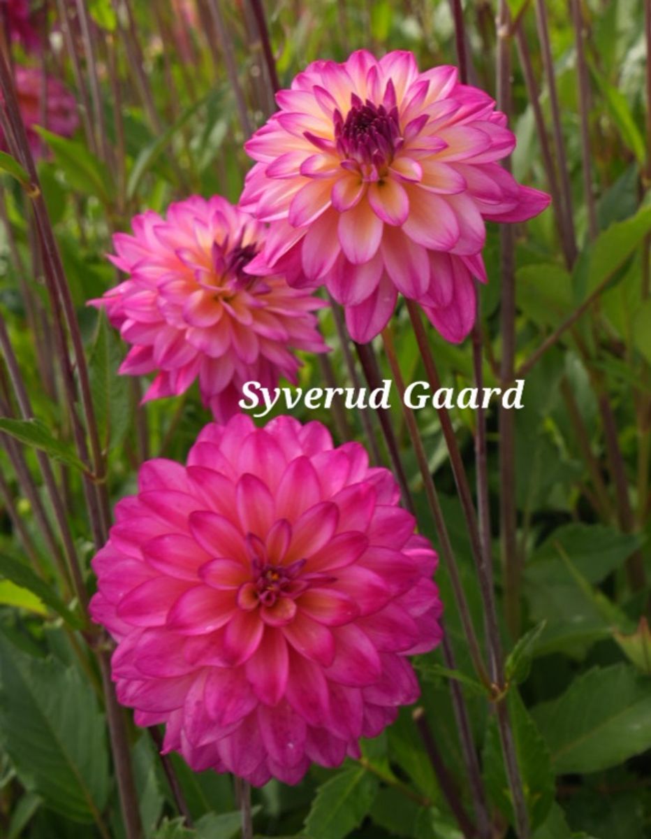 Dahlia Loe`s Nyhet 2026