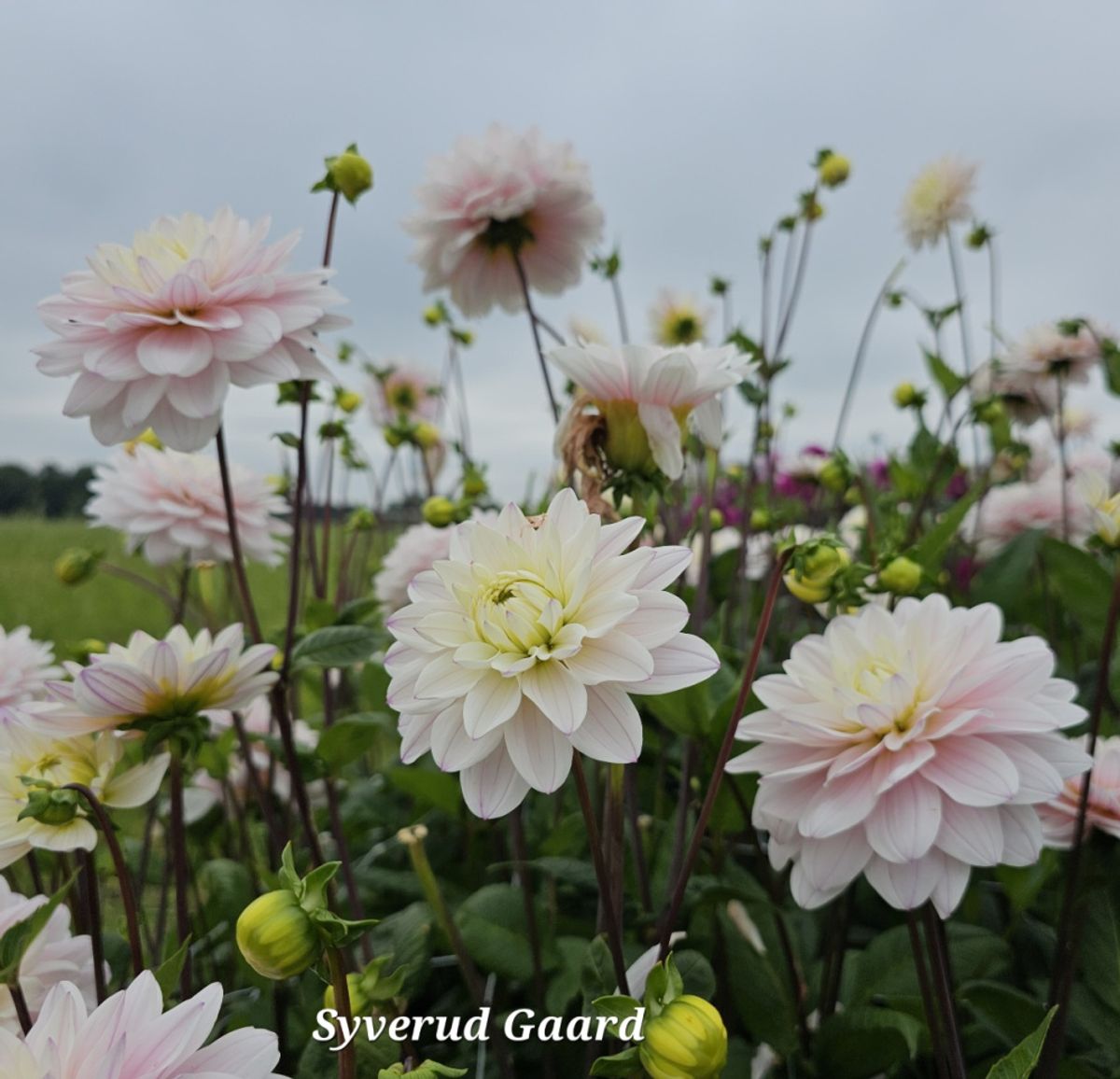 Dahlia Silver Years 