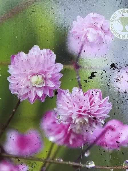 Hovedbilde Thalictrum Delavayi Hewitt's Double 1 stykk Nyhet