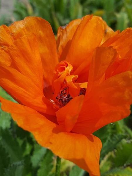Hovedbilde Papaver orientale Harvest Moon 1 stykk Nyhet