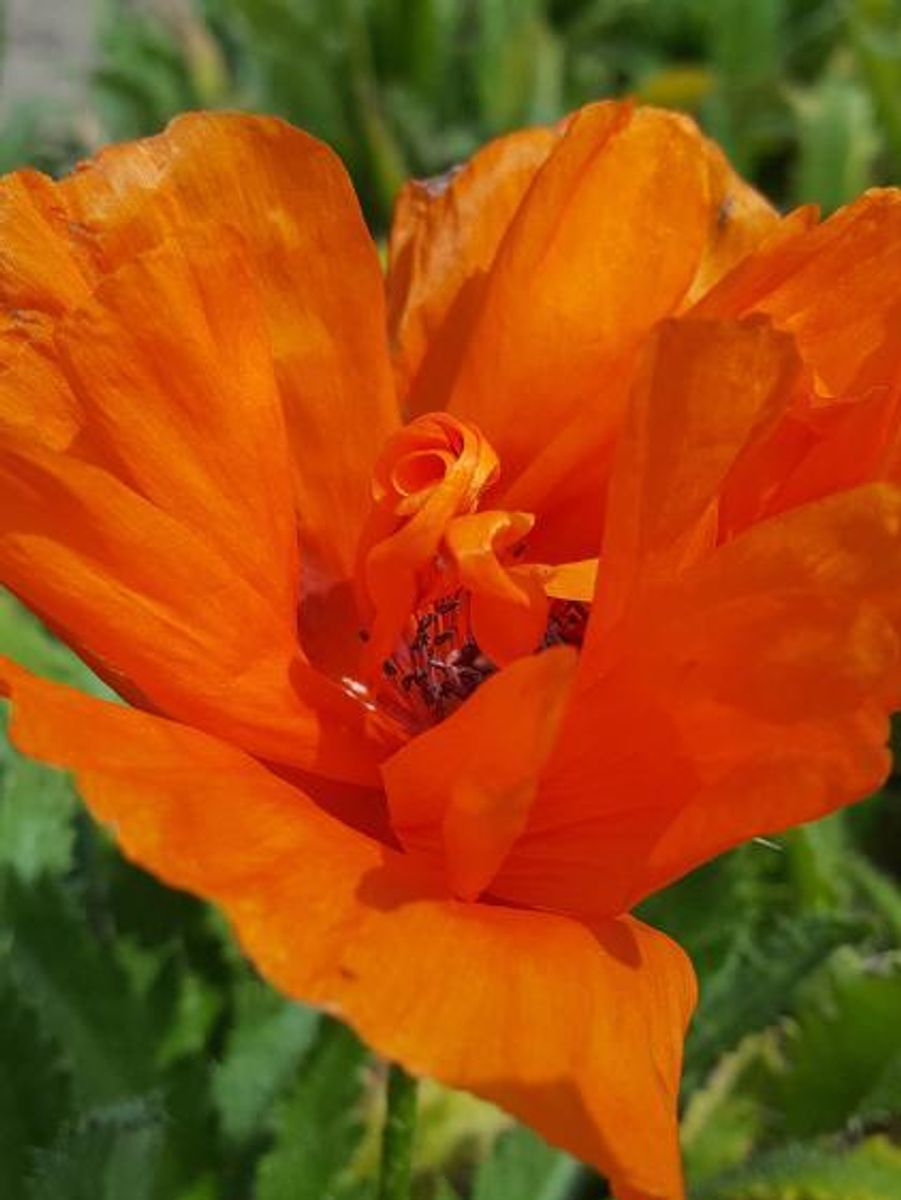 Papaver orientale Harvest Moon 1 stykk Nyhet