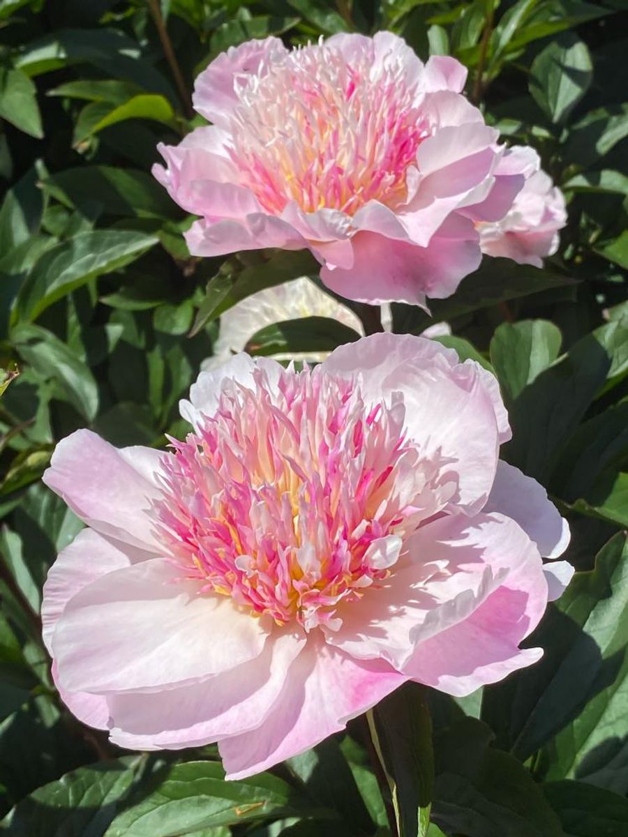 Paeonia Do Tell Nyhet