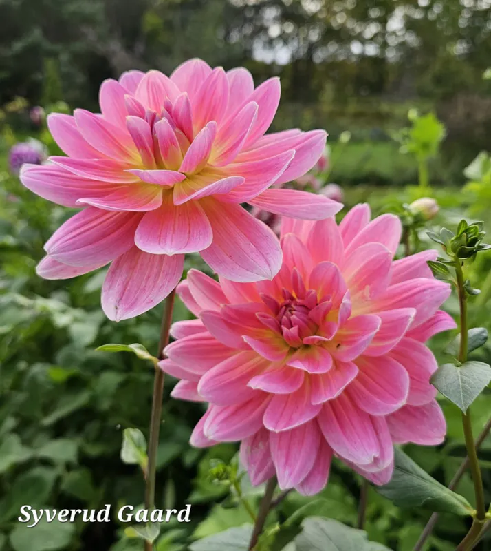 Dahlia Twiggy