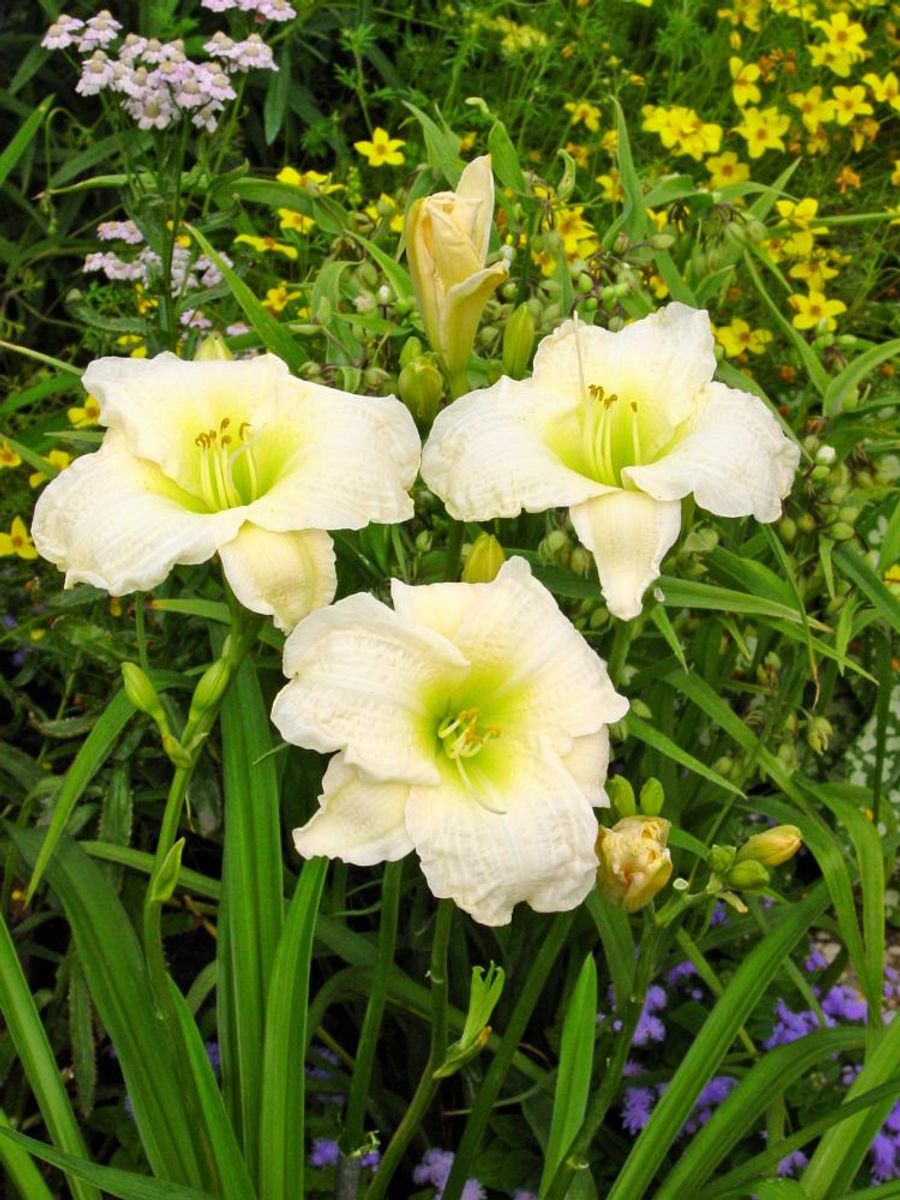 Hemerocallis Gentle Shepherd  1 stykk Nyhet