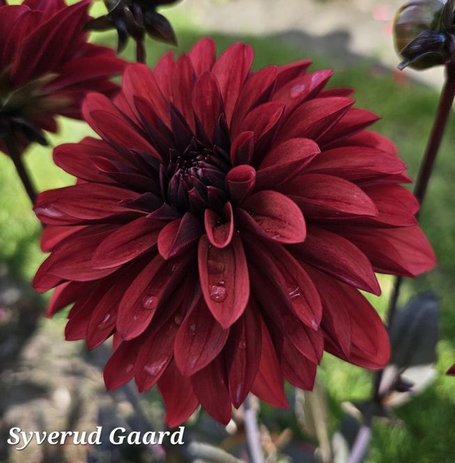 Hovedbilde Dahlia Danique 