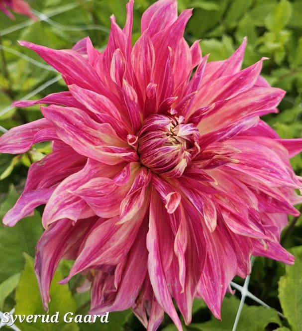 Hovedbilde Dahlia Penhill Dark Monarch 