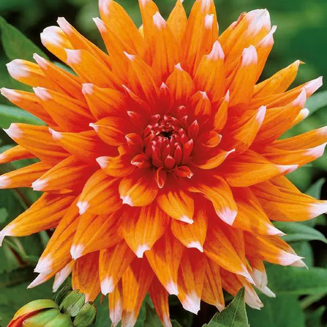 Hovedbilde Dahlia Colour Spectacle