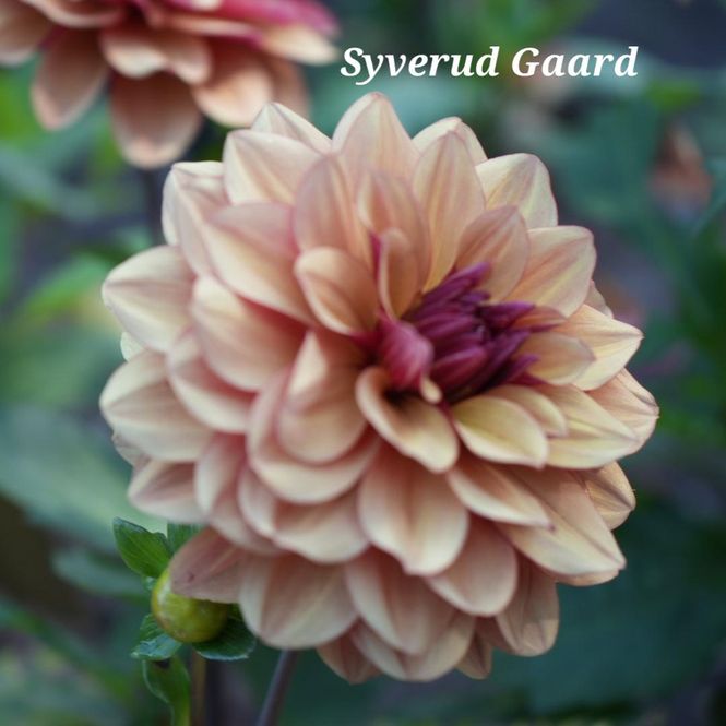Hovedbilde Dahlia Creme de Cognac 