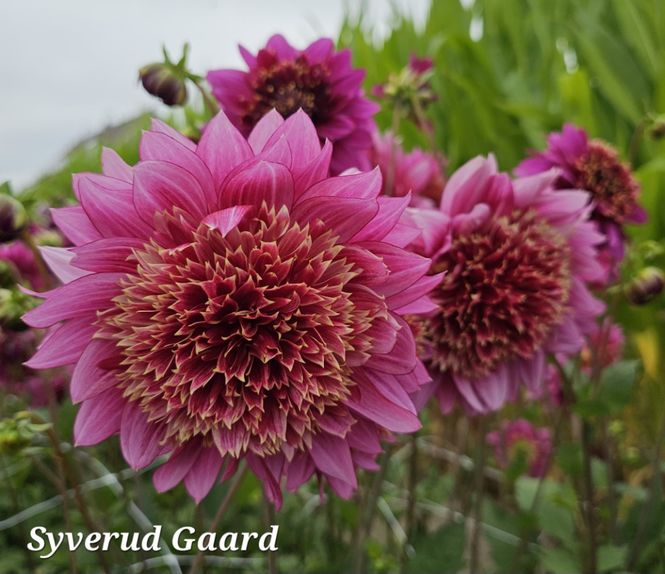 Hovedbilde Dahlia Mambo 