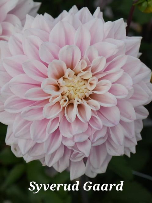Hovedbilde Dahlia Elliot Nyhet 2027
