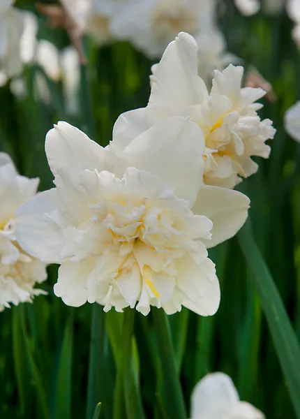 Hovedbilde Narcissus Ice King 5stk