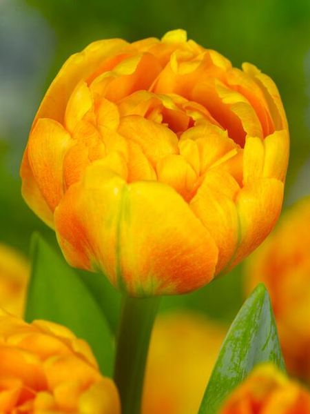 Hovedbilde Tulipan Sun Lover  7 stykk