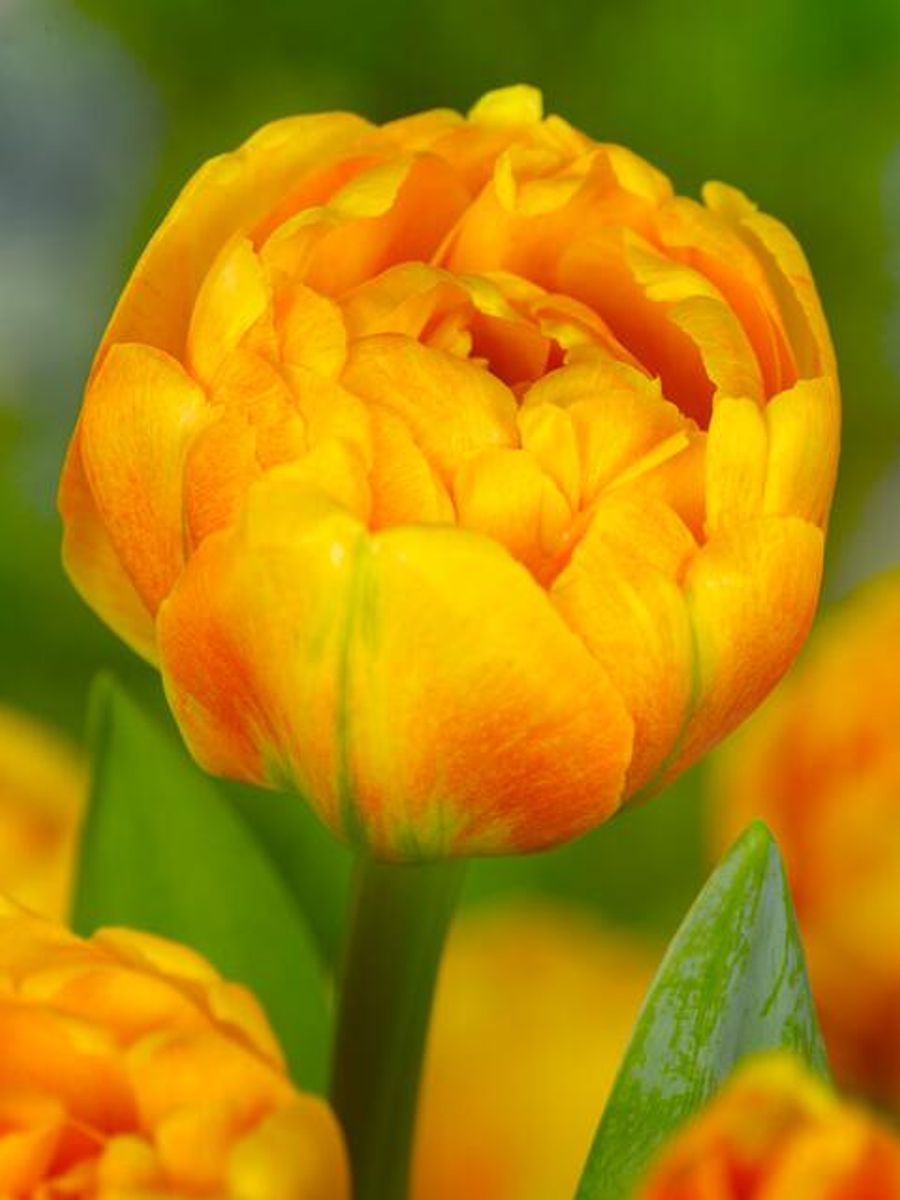 Tulipan Sun Lover  7 stykk