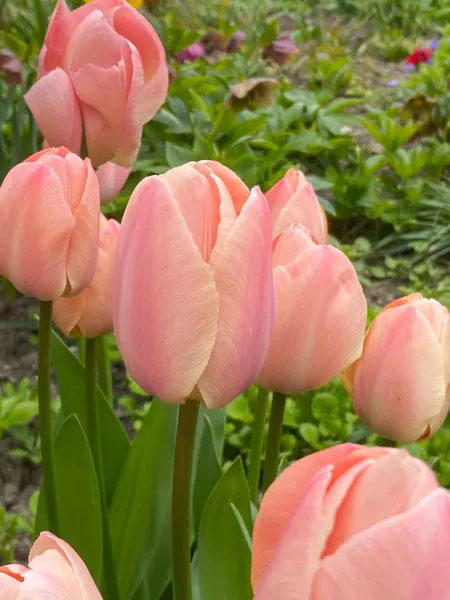 Hovedbilde Tulipan Apricot Pride 10 stykk 