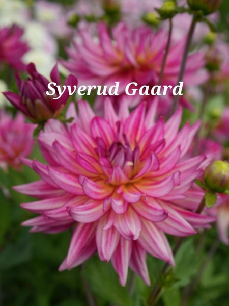 Hovedbilde Dahlia Pinkie Swear 