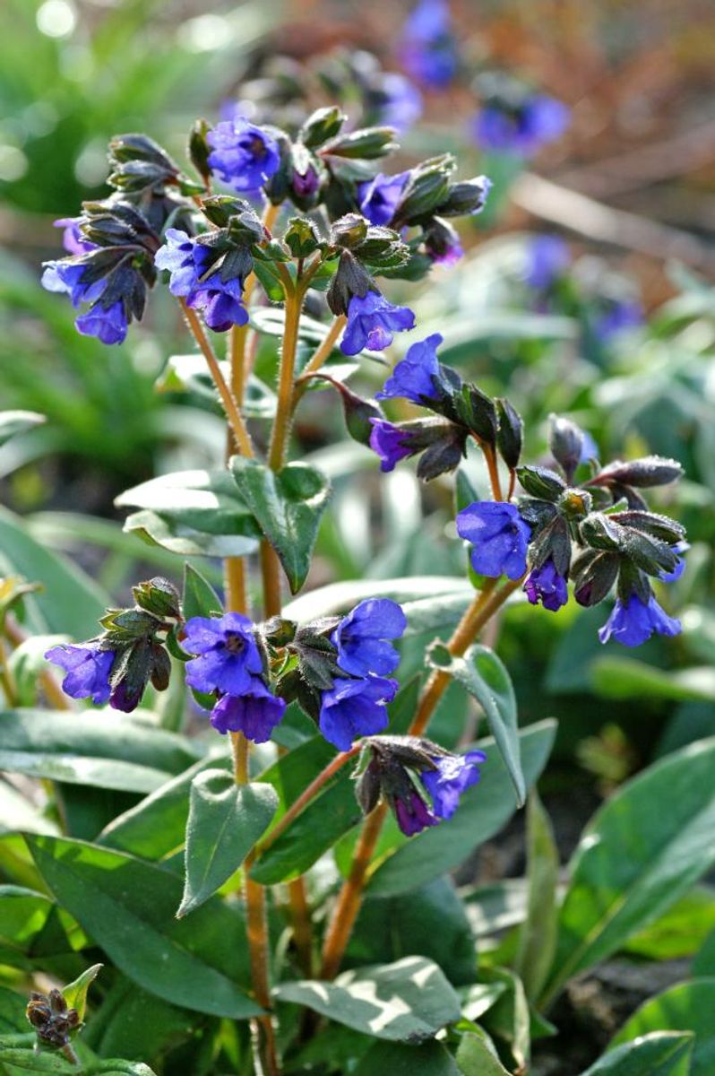 Pulmonaria Blue Ensign1stykk Nyhet 
