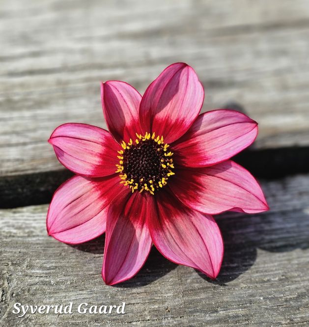 Hovedbilde Dahlia Lou Farman 