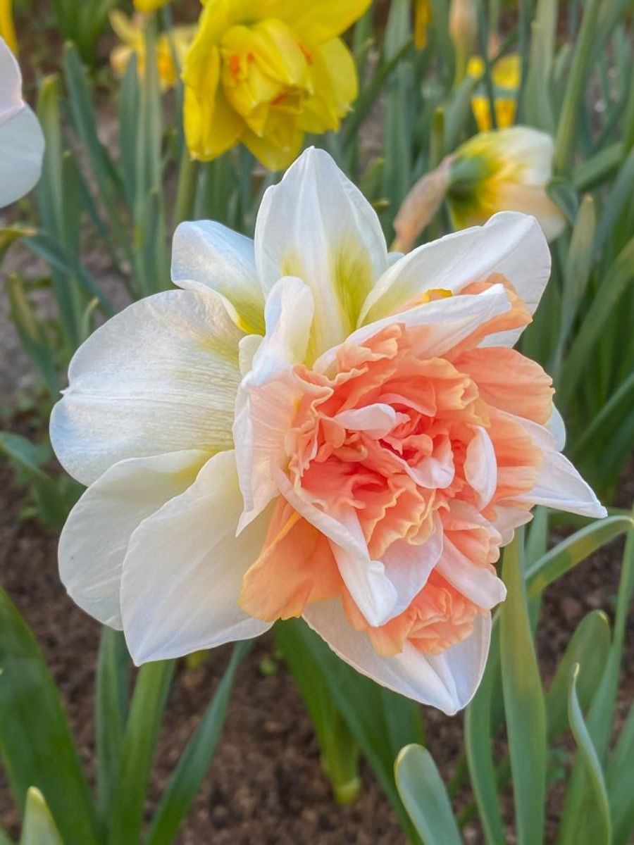 Narcissus My Story 5 stykk 