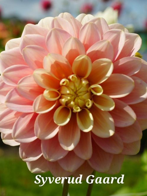Hovedbilde Dahlia Giovanna 
