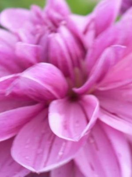 Hovedbilde Dahlia Purple Taiheijo Nyhet 2026