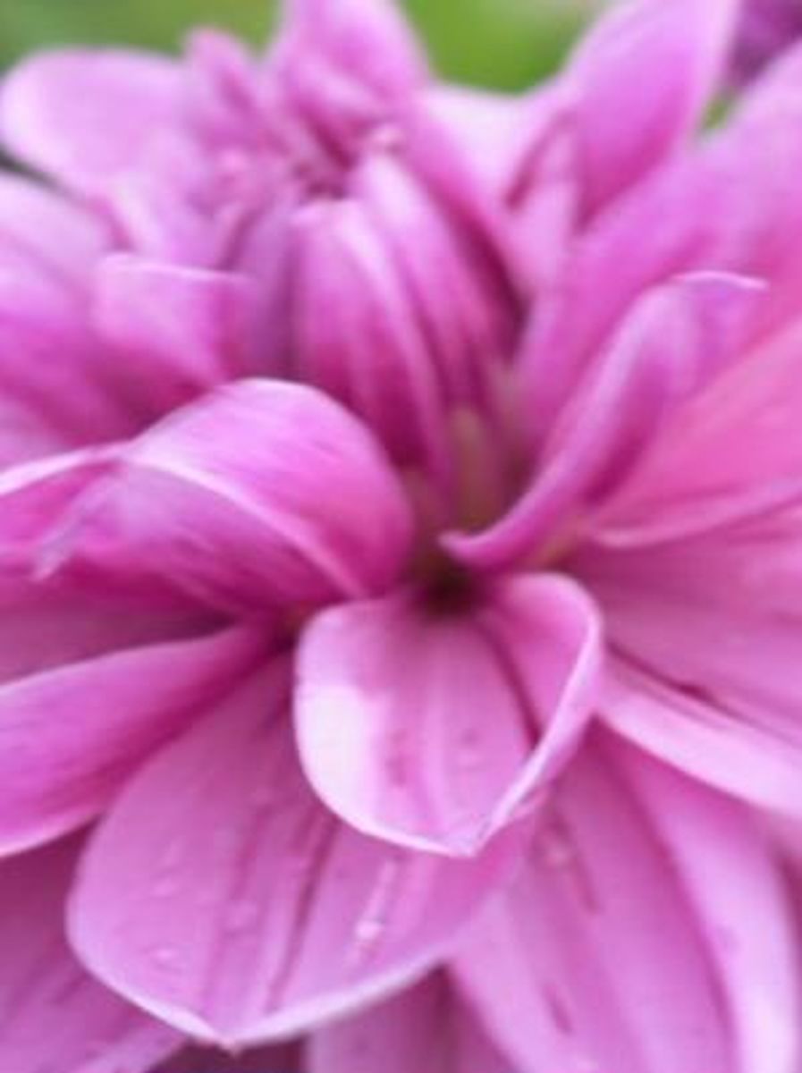 Dahlia Purple Taiheijo Nyhet 2026