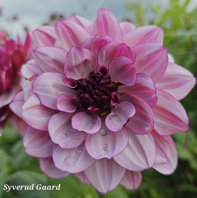 Hovedbilde Dahlia Créme de Cassis