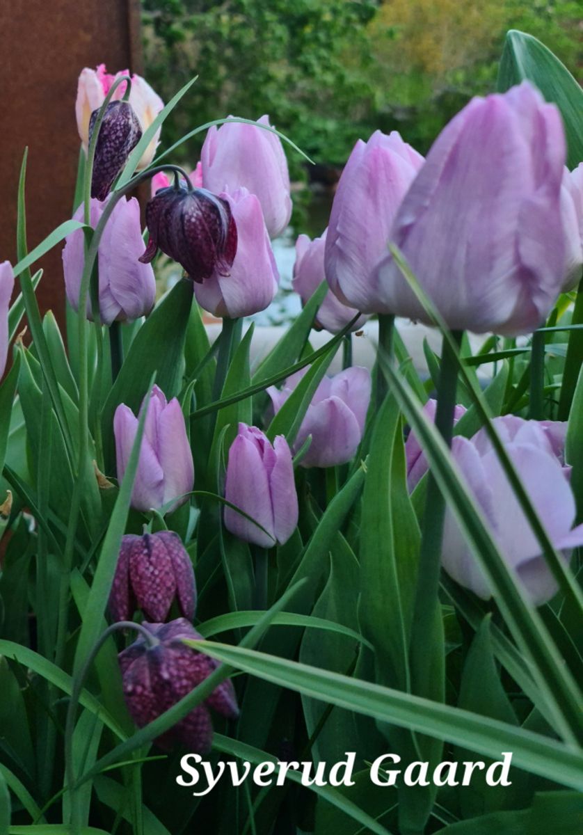 Tulipan Candy Prince 5 stykk 