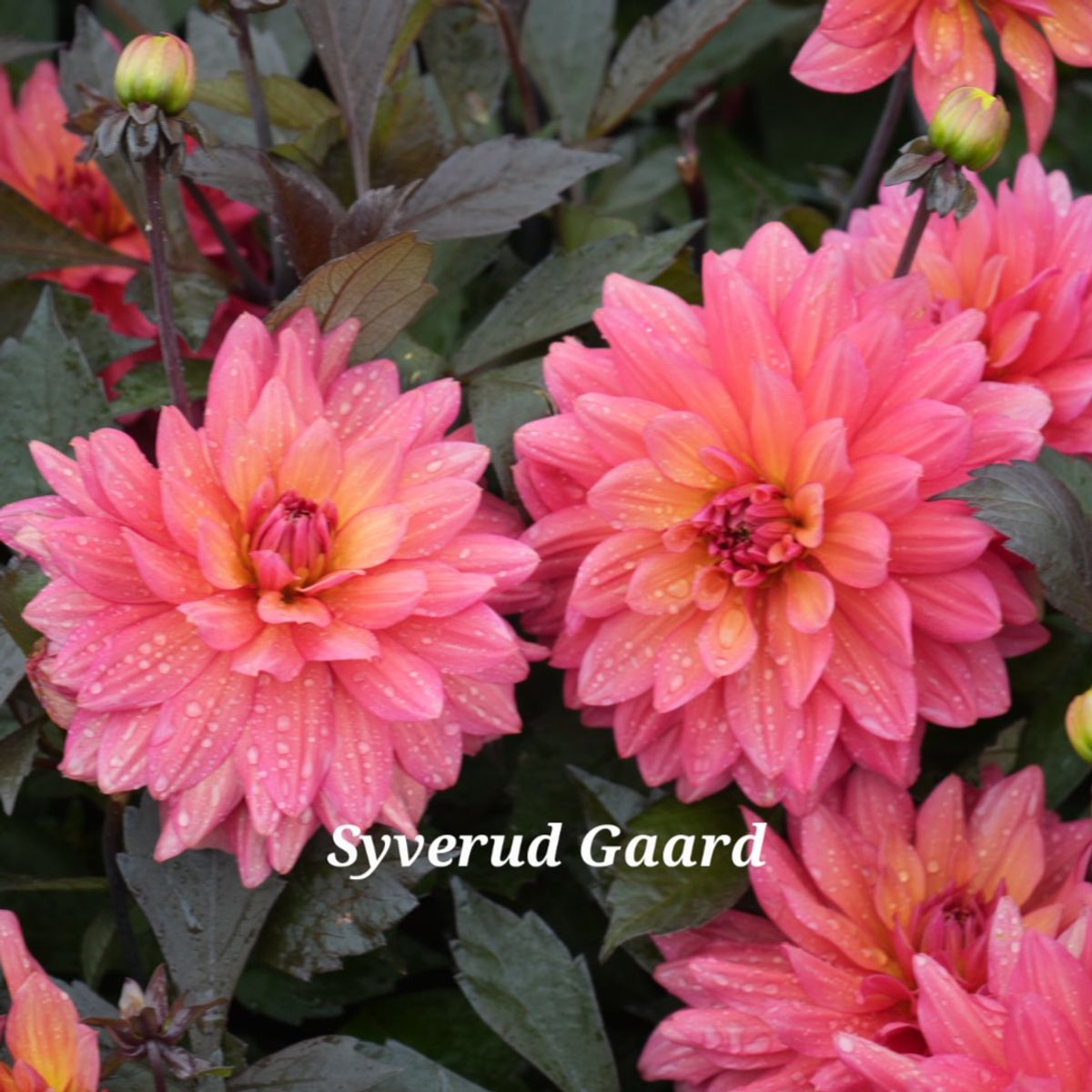 Dahlia Camelot Nyhet 2026