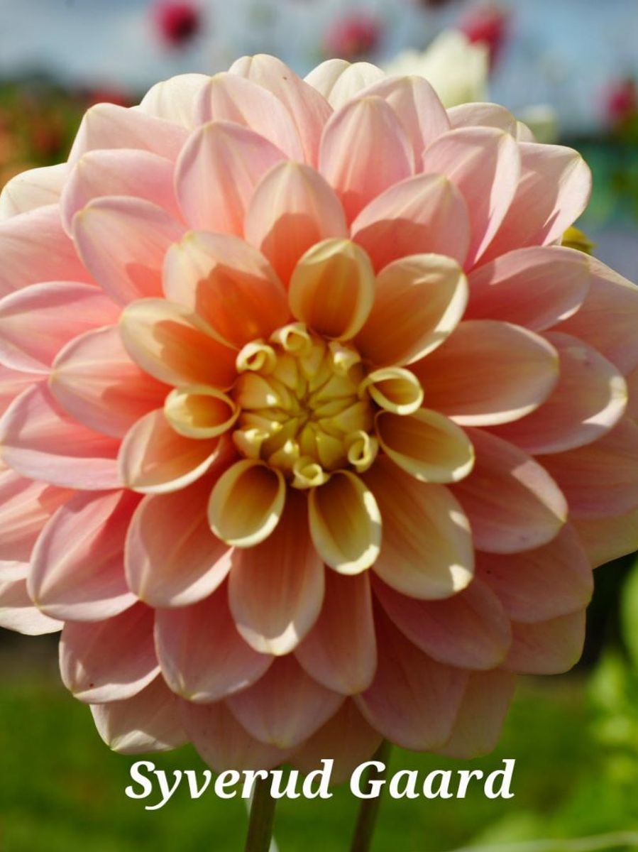 Dahlia Giovanna Nyhet 2026