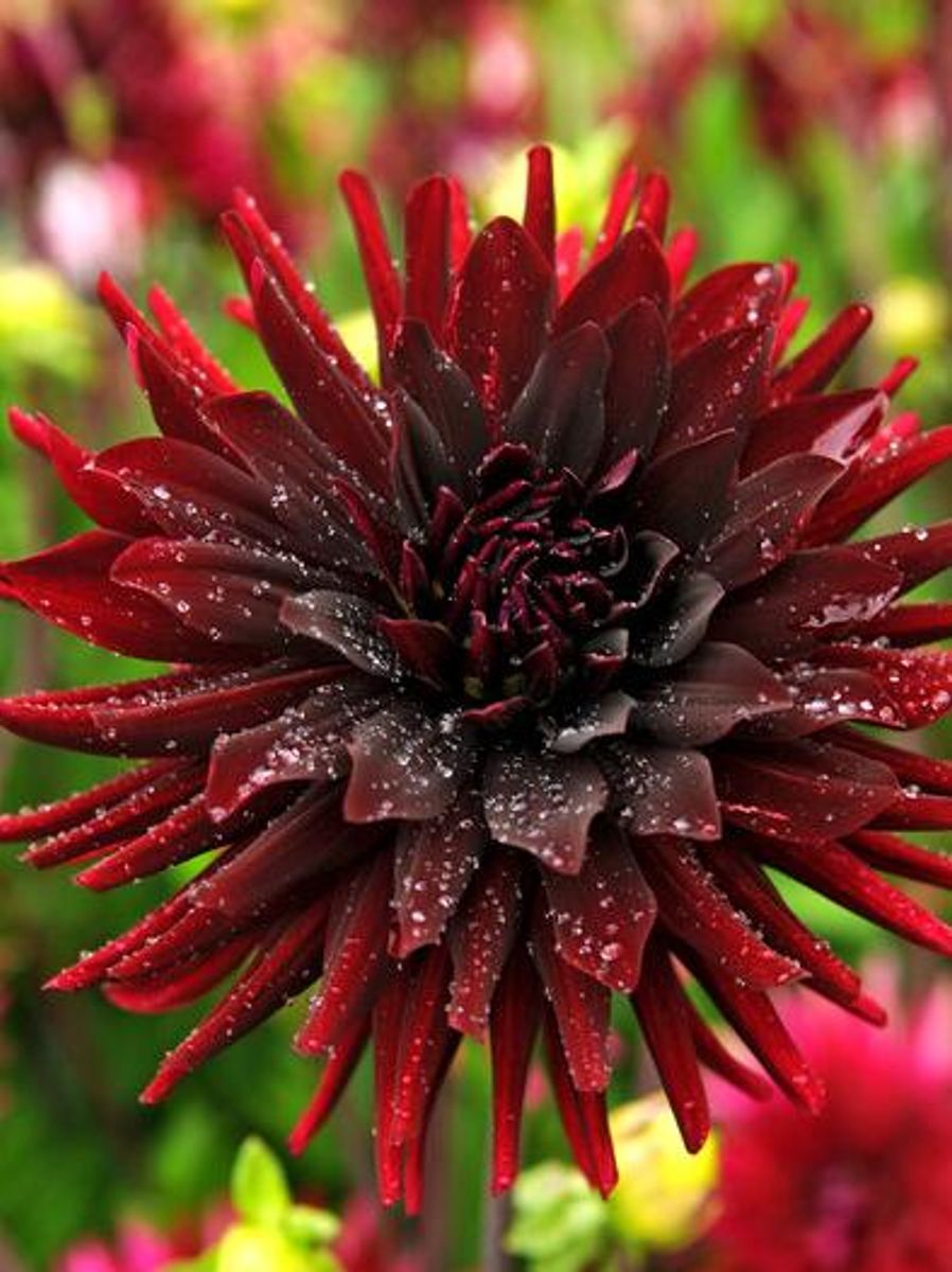Dahlia Black Narcissus Nyhet 2026