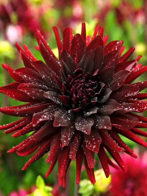 Hovedbilde Dahlia Black Narcissus 