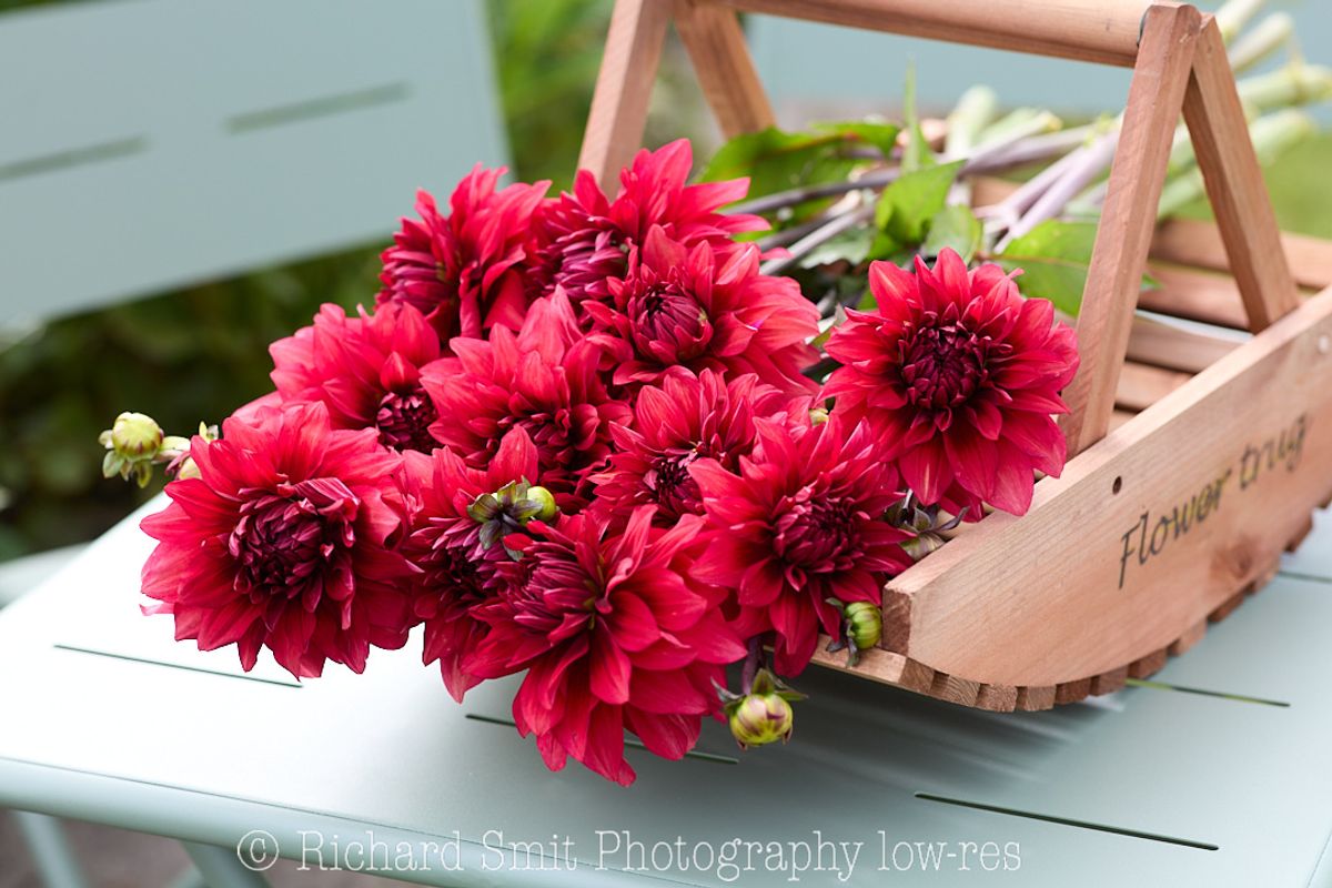 Dahlia Amarone Nyhet 2026
