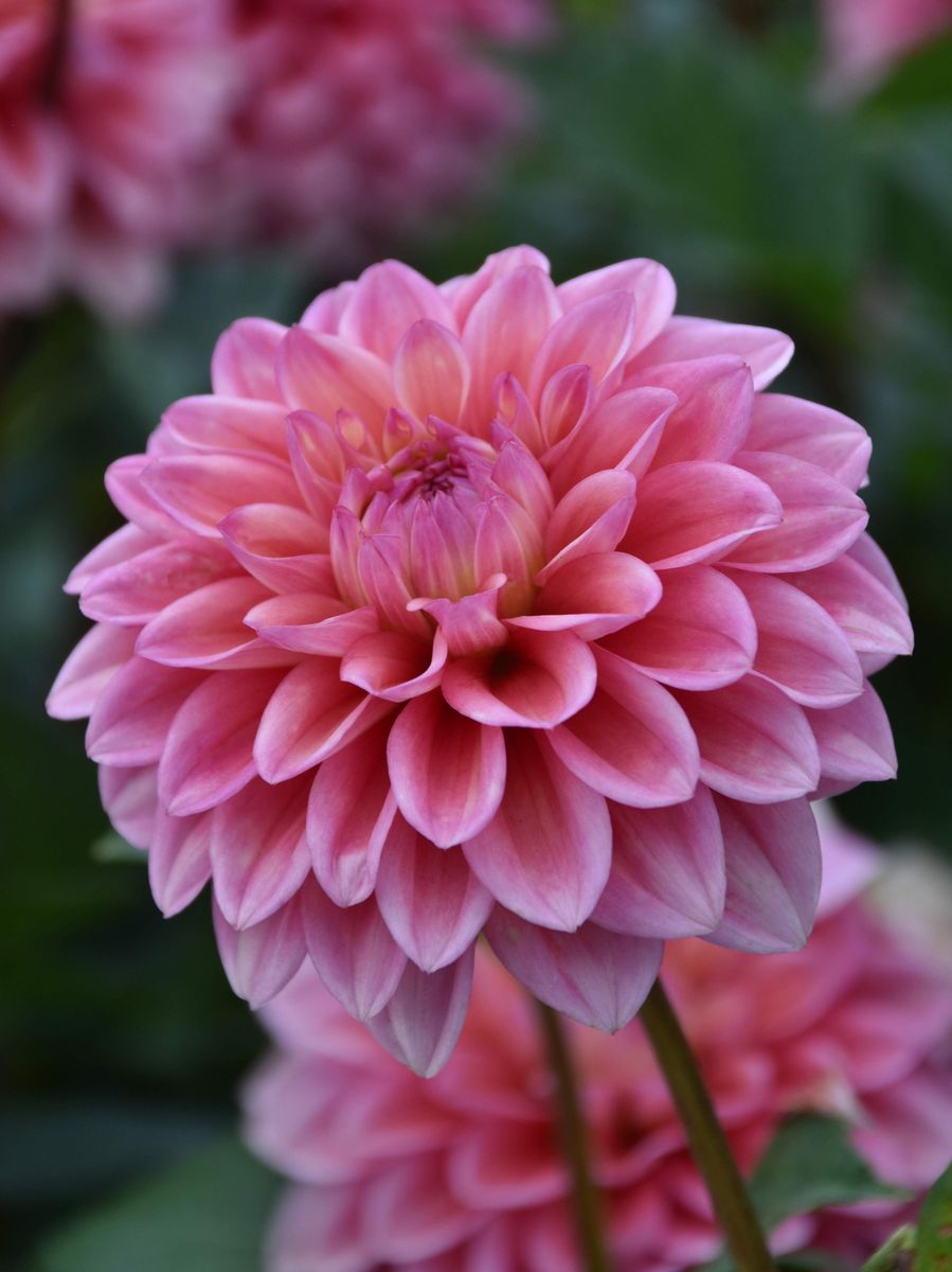 Dahlia Princess Gracia Nyhet 2026