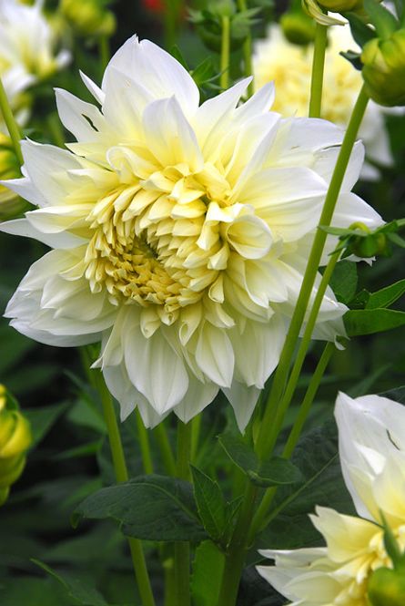 Hovedbilde Dahlia White Perfection