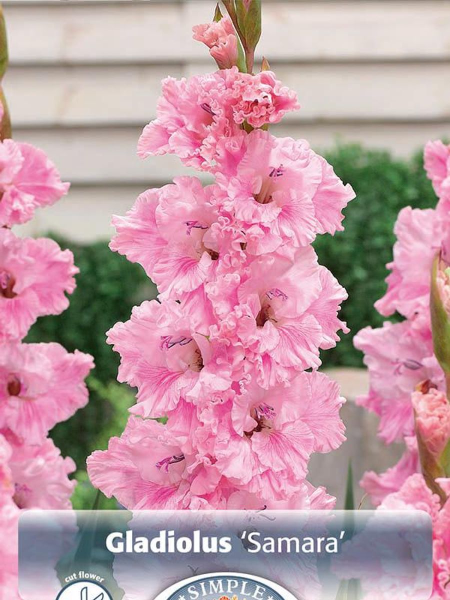 Gladiolus Samara 10 stykk Nyhet
