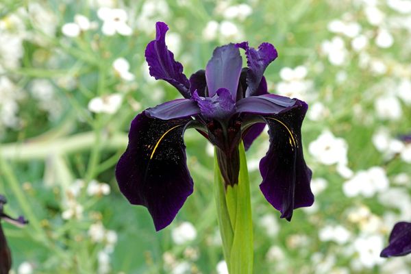 Hovedbilde Iris Chrysographes Black Form 1stykk Nyhet 