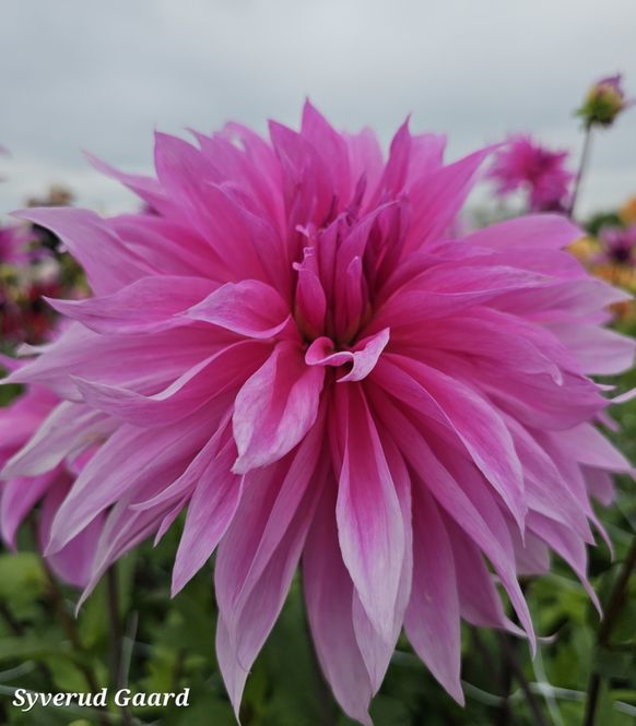 Hovedbilde Dahlia Babylon Lilac 