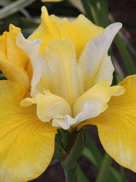 Hovedbilde Iris Sibirica Solar Energy 1stykk