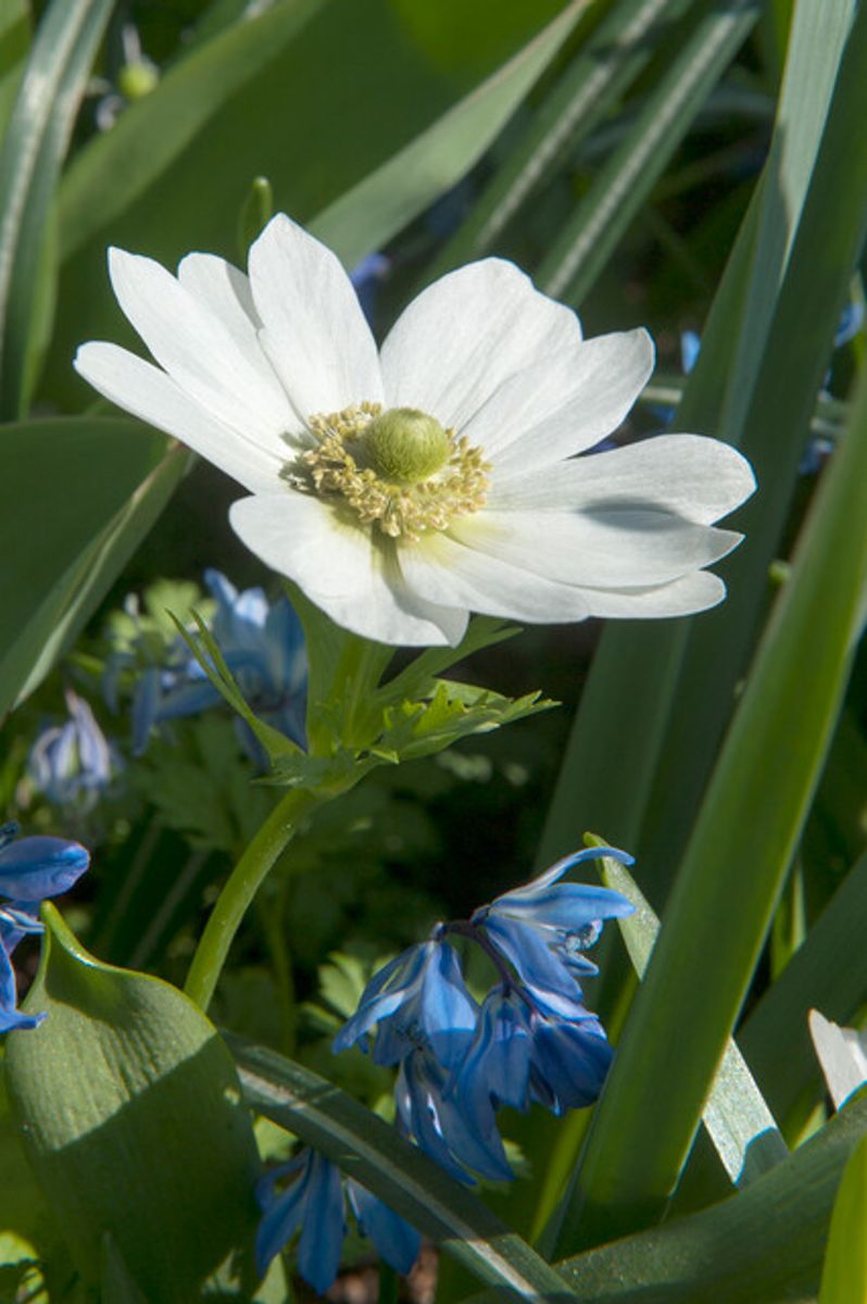 Anemone the Bride 15 stykk Nyhet
