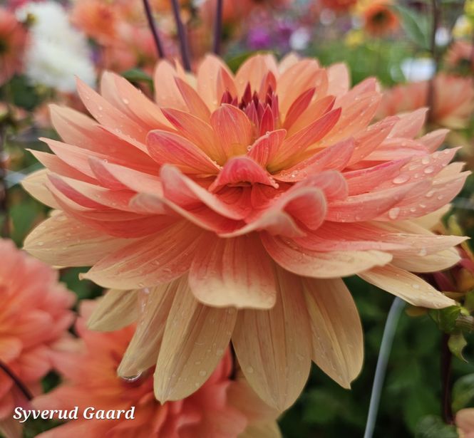 Hovedbilde Dahlia Dr. P.H. Riedell 