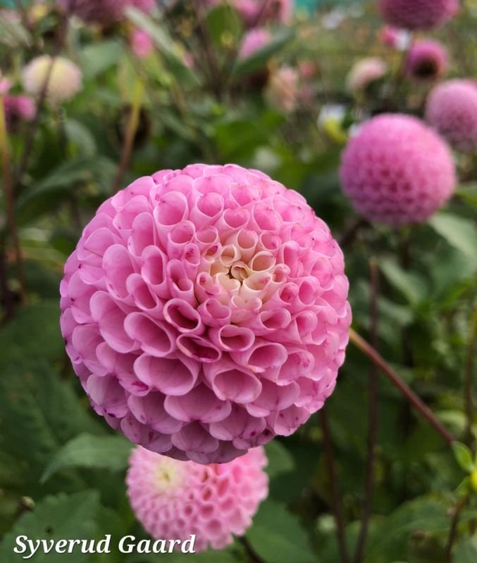 Dahlia Maaike 