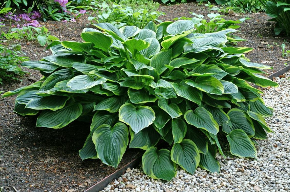 Hosta Aureomarginata 1 stykk Nyhet