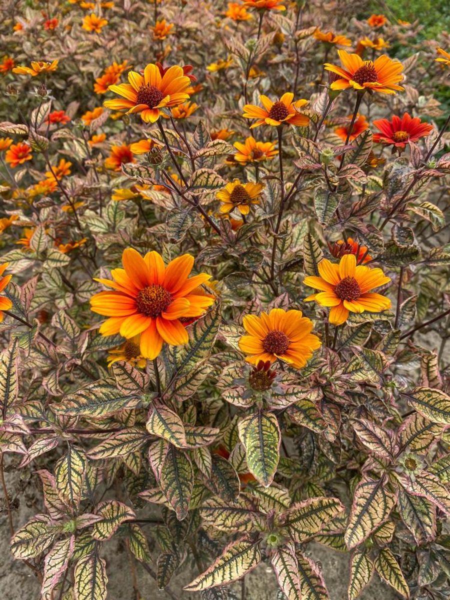 Heliopsis Orange Marble Nyhet