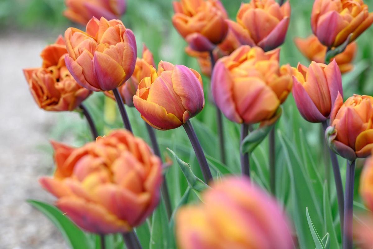 Tulipan Brazil 5 stykk Nyhet