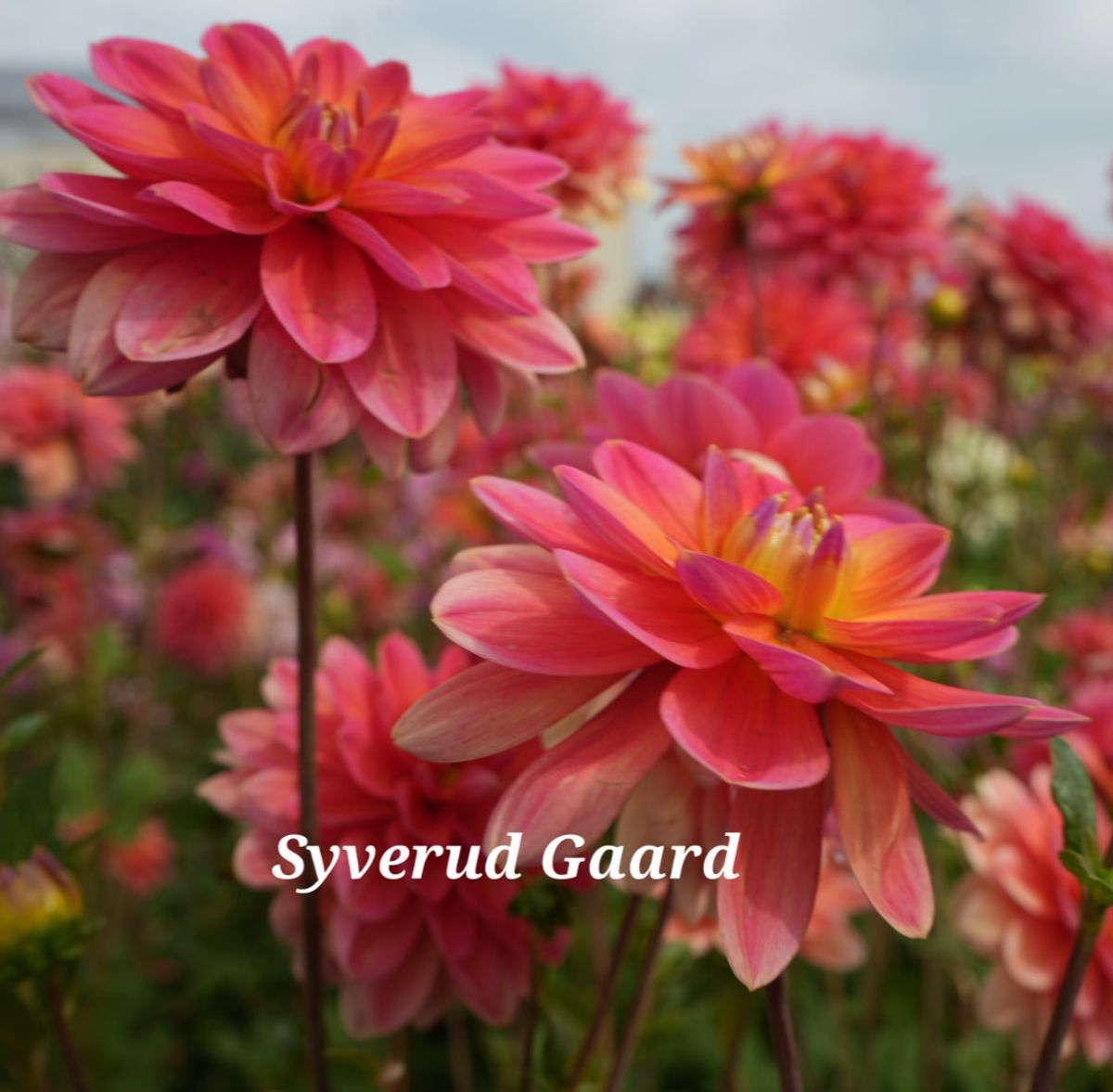 Dahlia Morning Glory Nyhet 2026