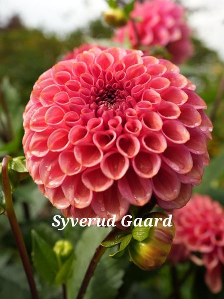 Hovedbilde Dahlia Ariston 