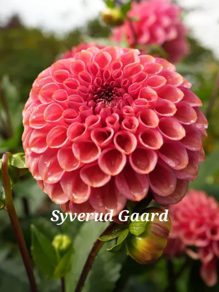 Hovedbilde Dahlia Ariston 