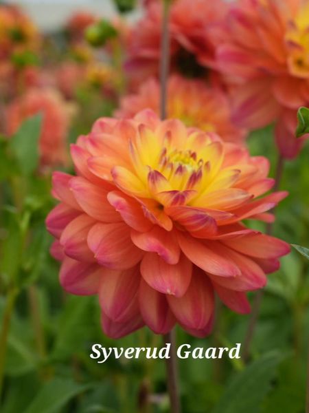 Hovedbilde Dahlia Princesse Erika Nyhet 2026